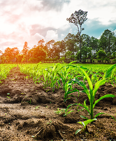 Managed Cultivation & Sustainable Farming