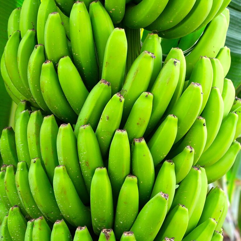 banana-diet-fruit-exotic-1822914