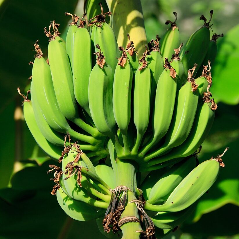 bananas-green-fruits-21686